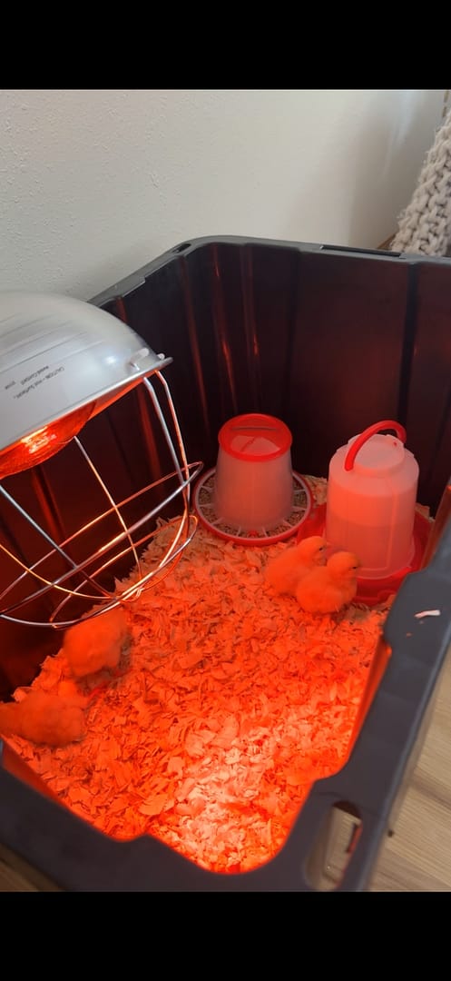 everything you need before bringing your first baby chicks and ducks home