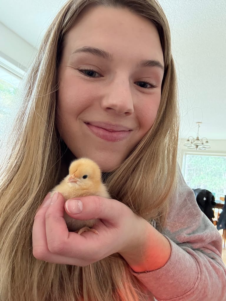 first day home with our chcikens 