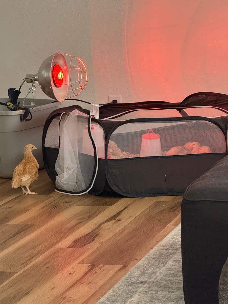 our chickie escaping 