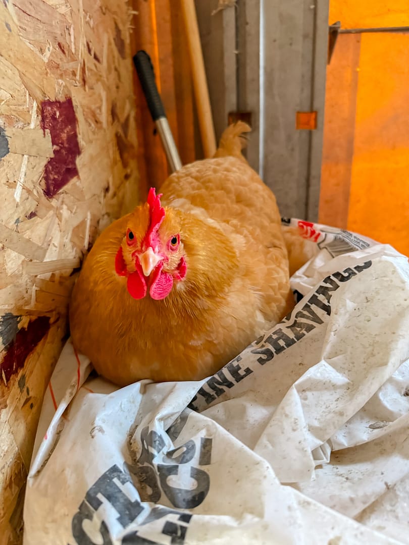 10 Things You Need to Know Before Getting Chickens for the First Time